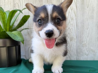 Welsh Corgi Pembroke dogs - Ad 15