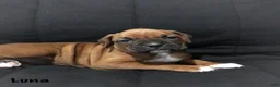 Boxer dogs for sale: Boxer Puppy 1 - Ad 8