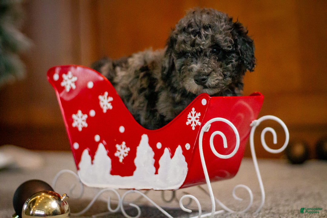 Bichpoo dogs for sale: Jingle  - Ad 2