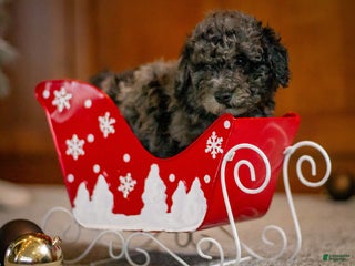 Bichpoo dogs Jingle - Ad 21