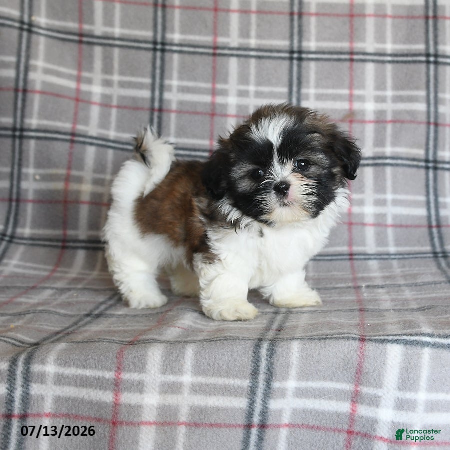 Shih Tzu dogs Sophie - Ad 2