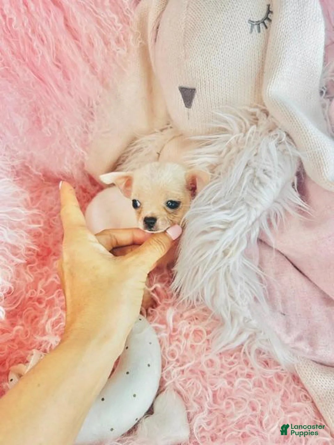 Chihuahua dogs for sale: Teacup/Pocketbook Chihuahua 1 - Ad 5