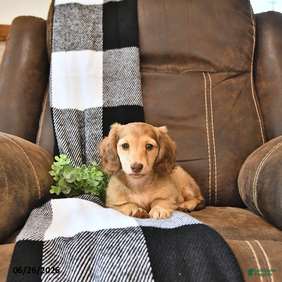 Miniature Dachshund dogs Sadie - Ad 1
