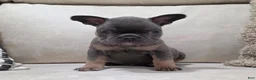 French Bulldog dogs for sale: Finley - Ad 8