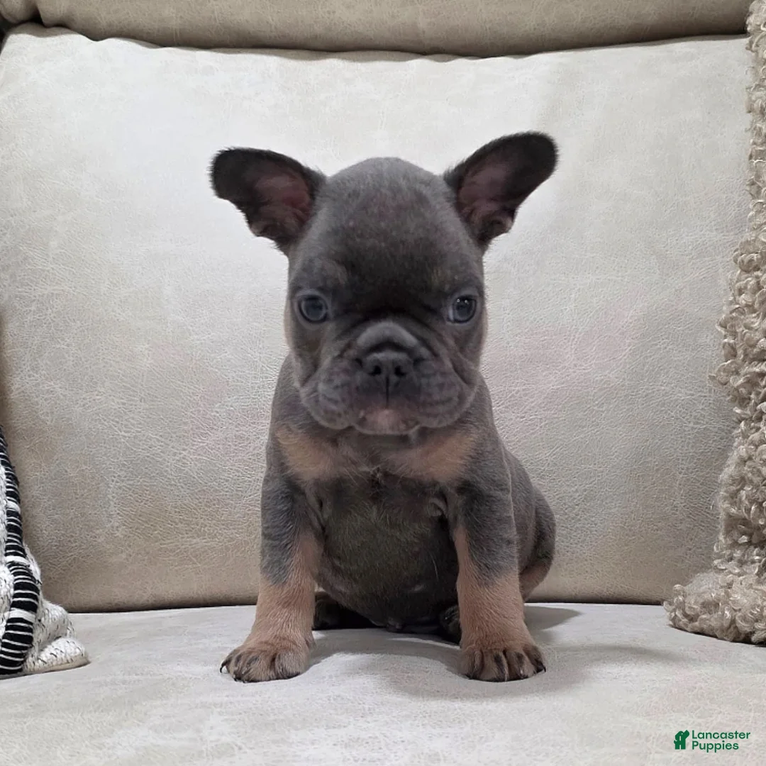 French Bulldog dogs for sale: Finley - Ad 8