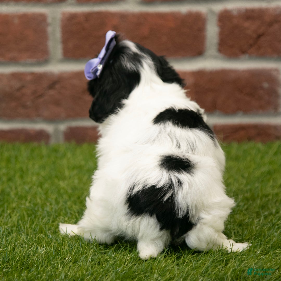 Havapoo dogs for sale: Sadie - Ad 4