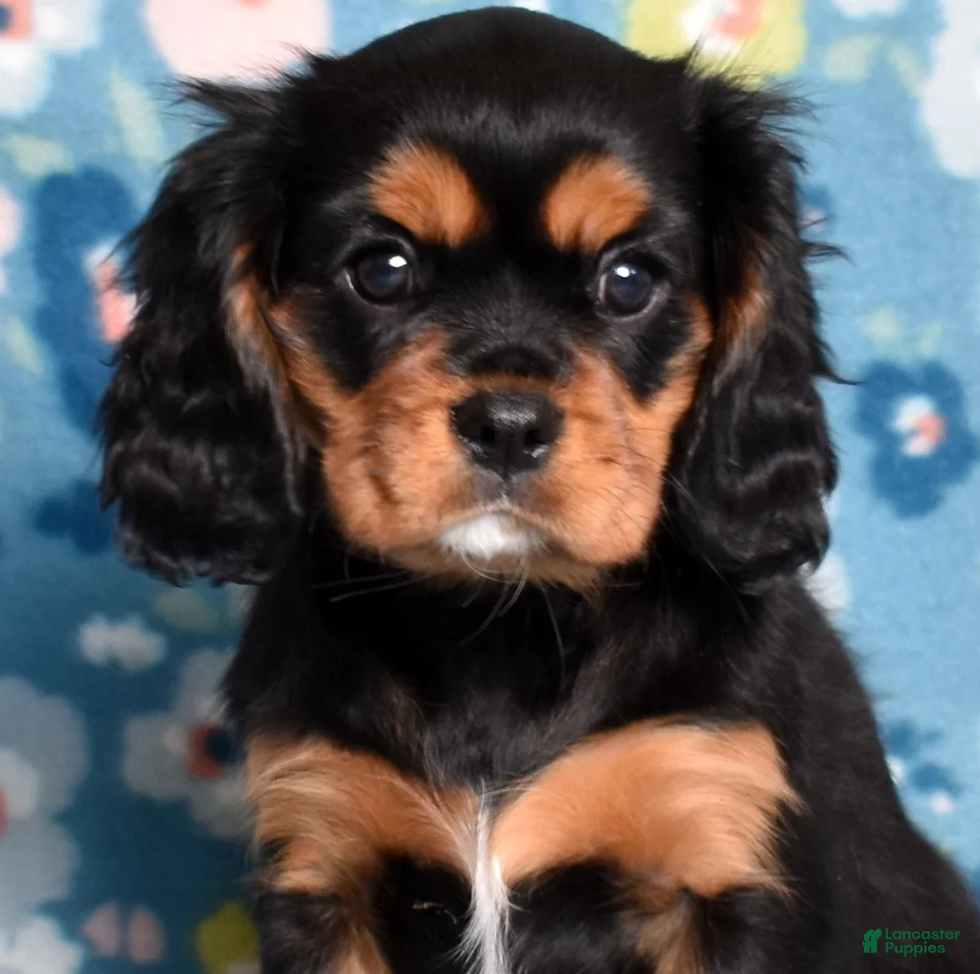 Cavalier King Charles Spaniel dogs for sale: Rudy | Genetically Screened  - Ad 1