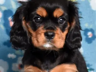 Cavalier King Charles Spaniel dogs Rudy | Genetically Screened - Ad 6