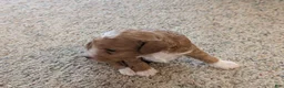 Cavapoo dogs for sale: Peanut - Ad 8