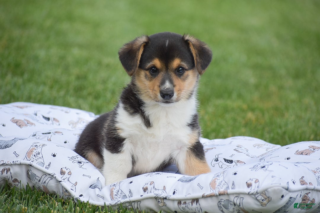 Welsh Corgi Pembroke dogs for sale: Roman - Ad 5