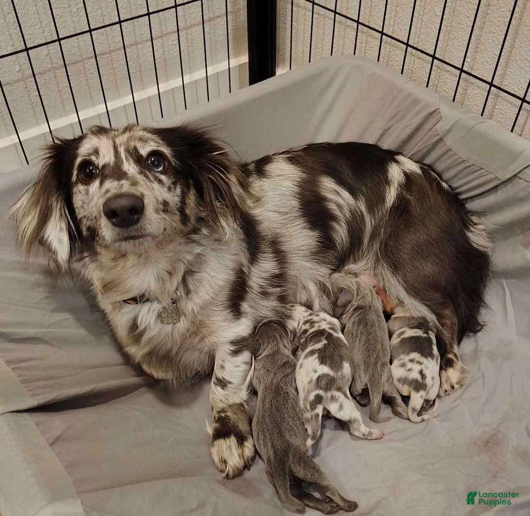 Miniature Dachshund dogs for sale: Miniature Dachshund Puppy 2 - Ad 3