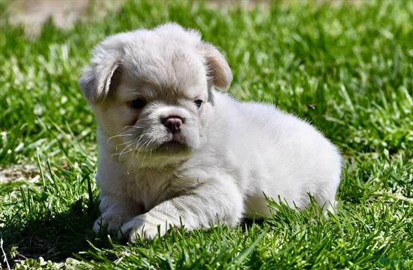 French Bulldog dogs French Bulldog Puppy 1 - Ad 2