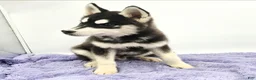 Siberian Husky dogs for sale: Titan - Ad 3