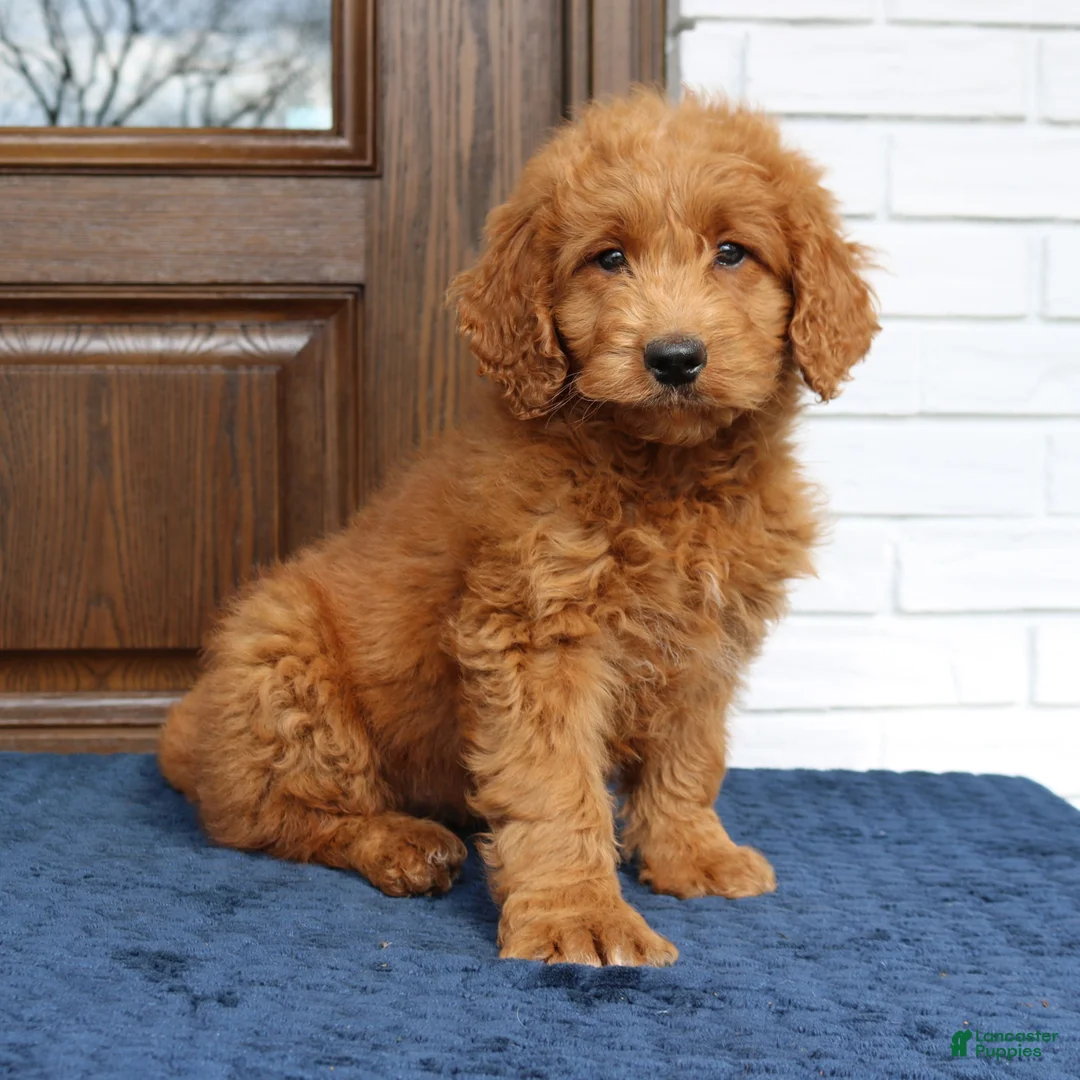 Mini Goldendoodle dogs for sale: Bessie  - Ad 1