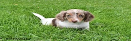Miniature Dachshund dogs for sale: Butch - Ad 4