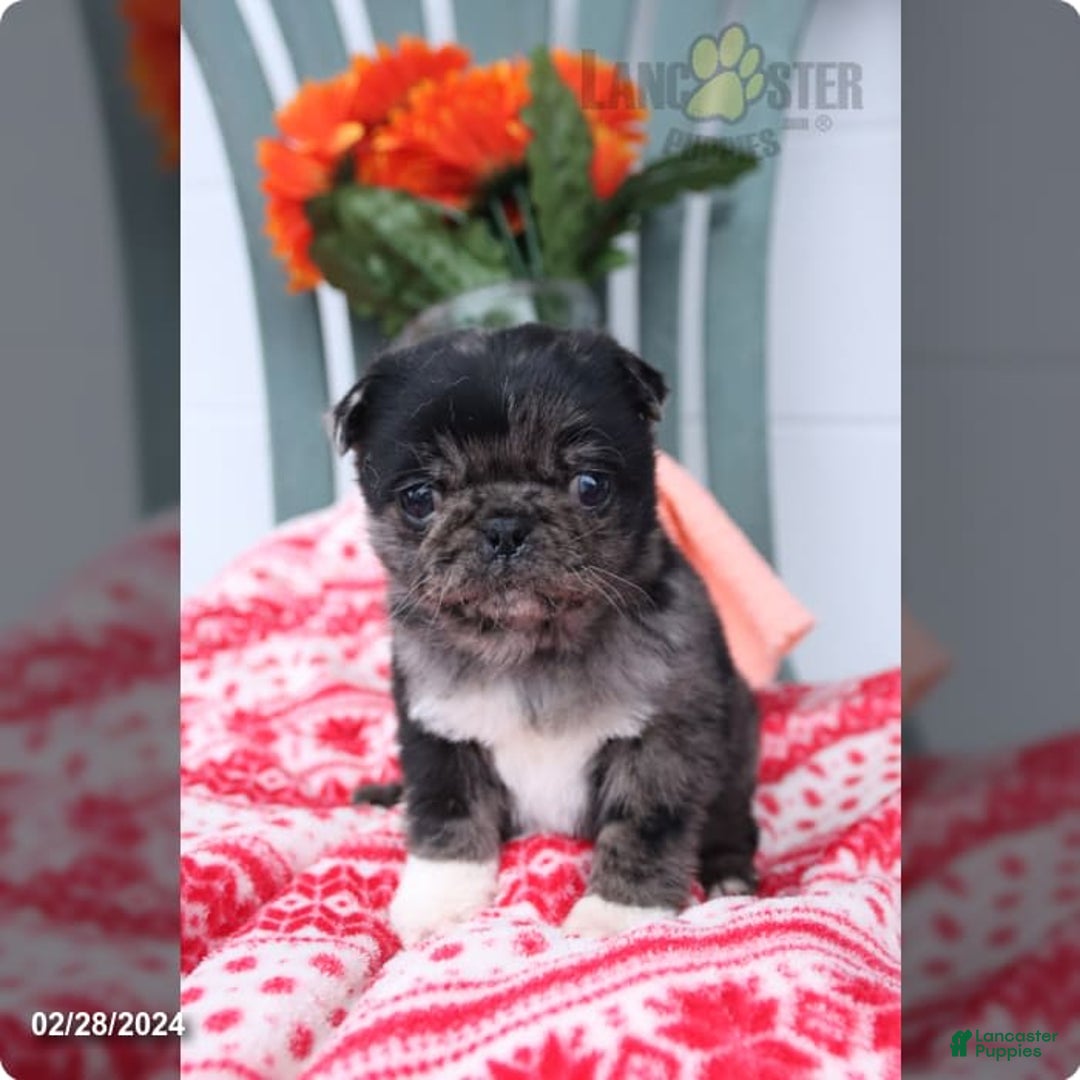 Gallery Image {{count}}