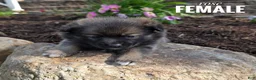 Pomsky dogs for sale: Rose - Ad 3