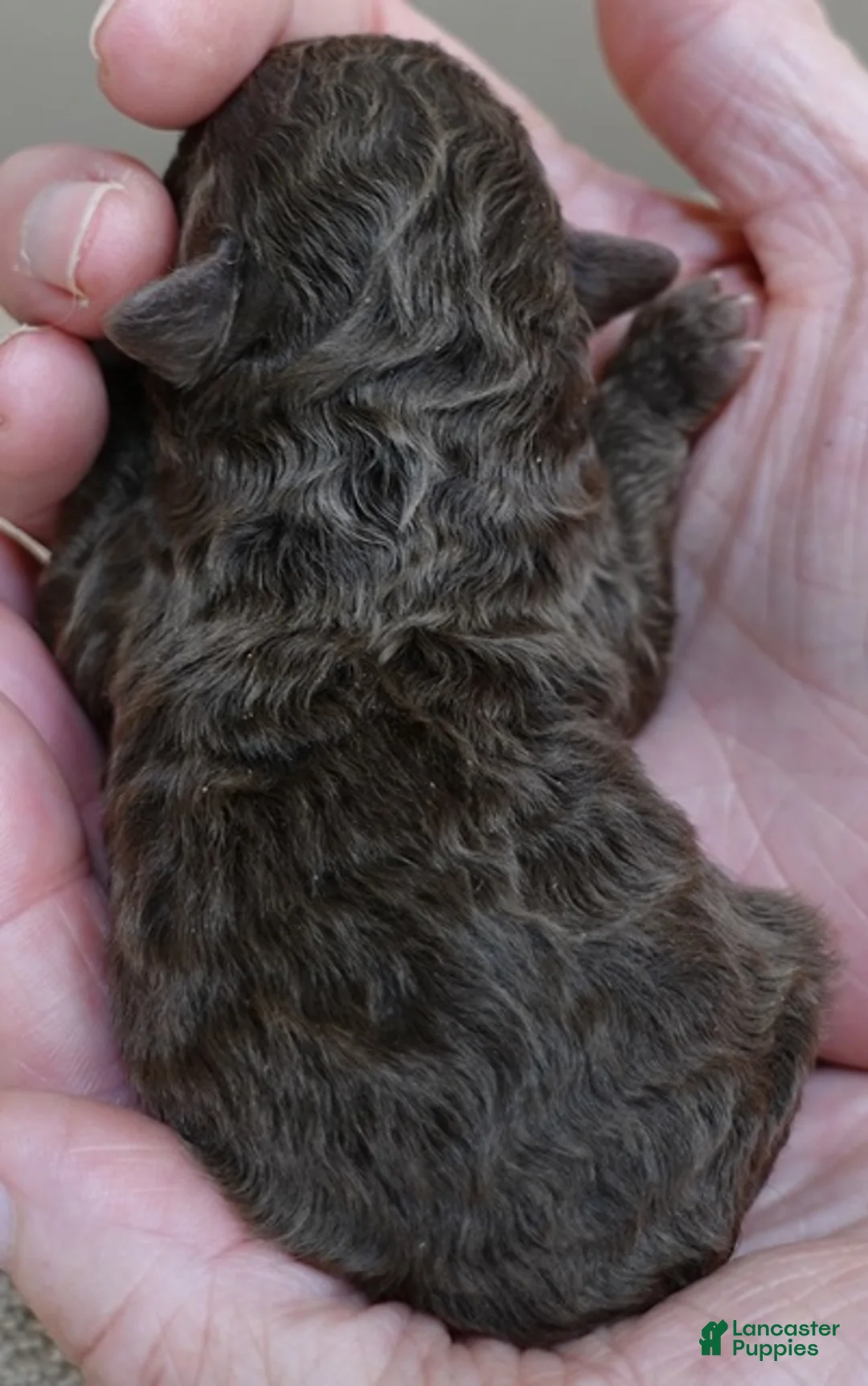 Toy Poodle dogs for sale: solid chocolate female poodle - Ad 2