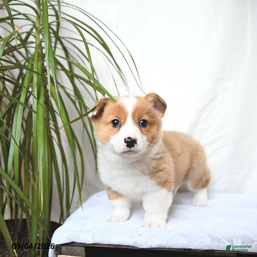 Welsh Corgi Pembroke dogs Moose - Ad 1