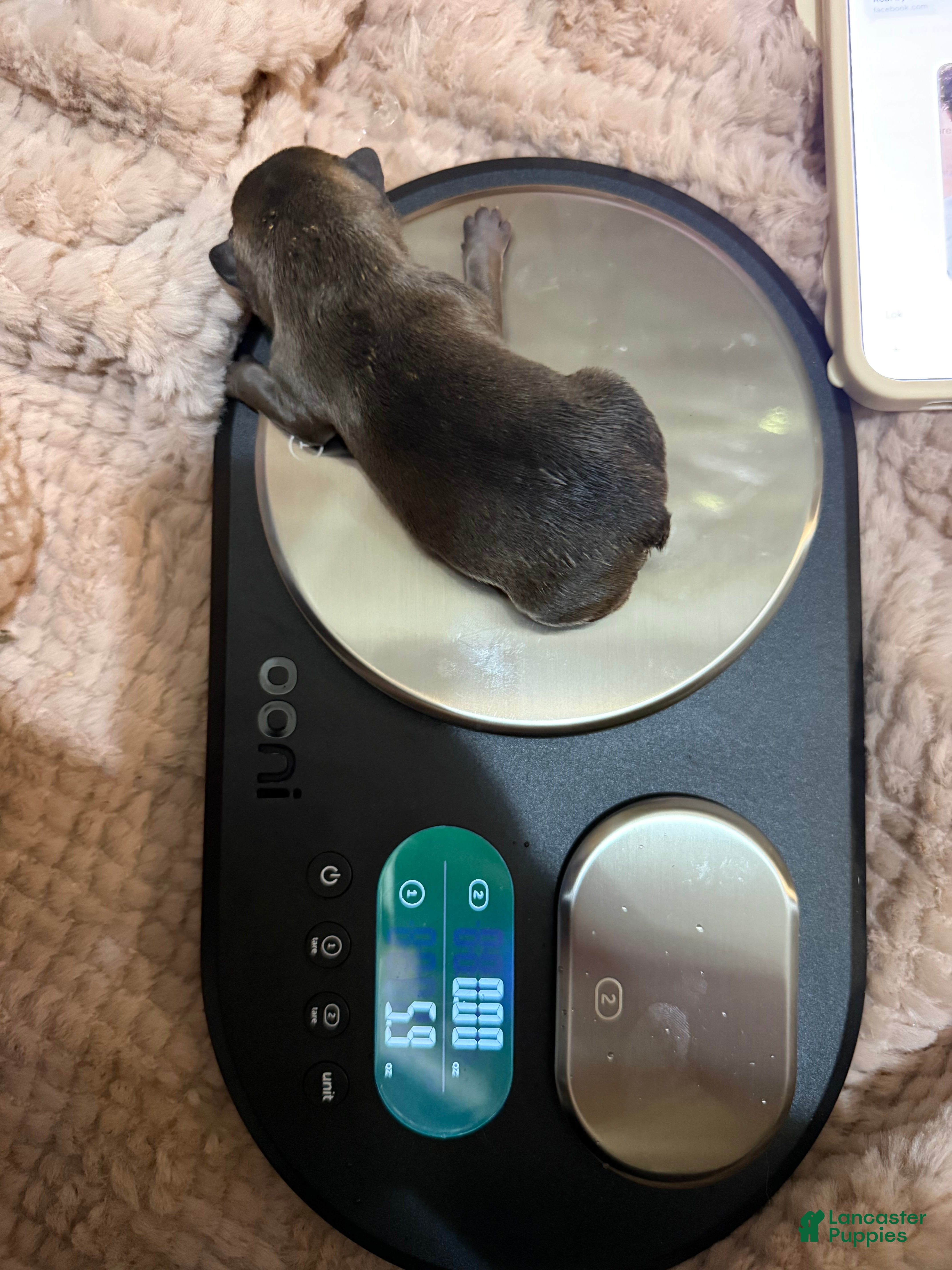 French Bulldog dogs Bluey - Ad 13