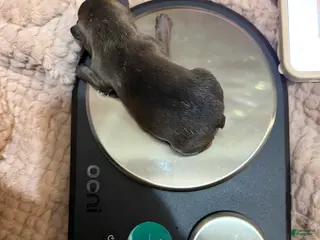 French Bulldog dogs Bluey - Ad 40