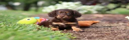 Miniature Dachshund dogs for sale: Zoey - Ad 8