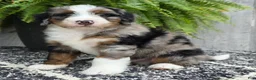 Mini Bernedoodle dogs for sale: Mini Tank - Ad 10