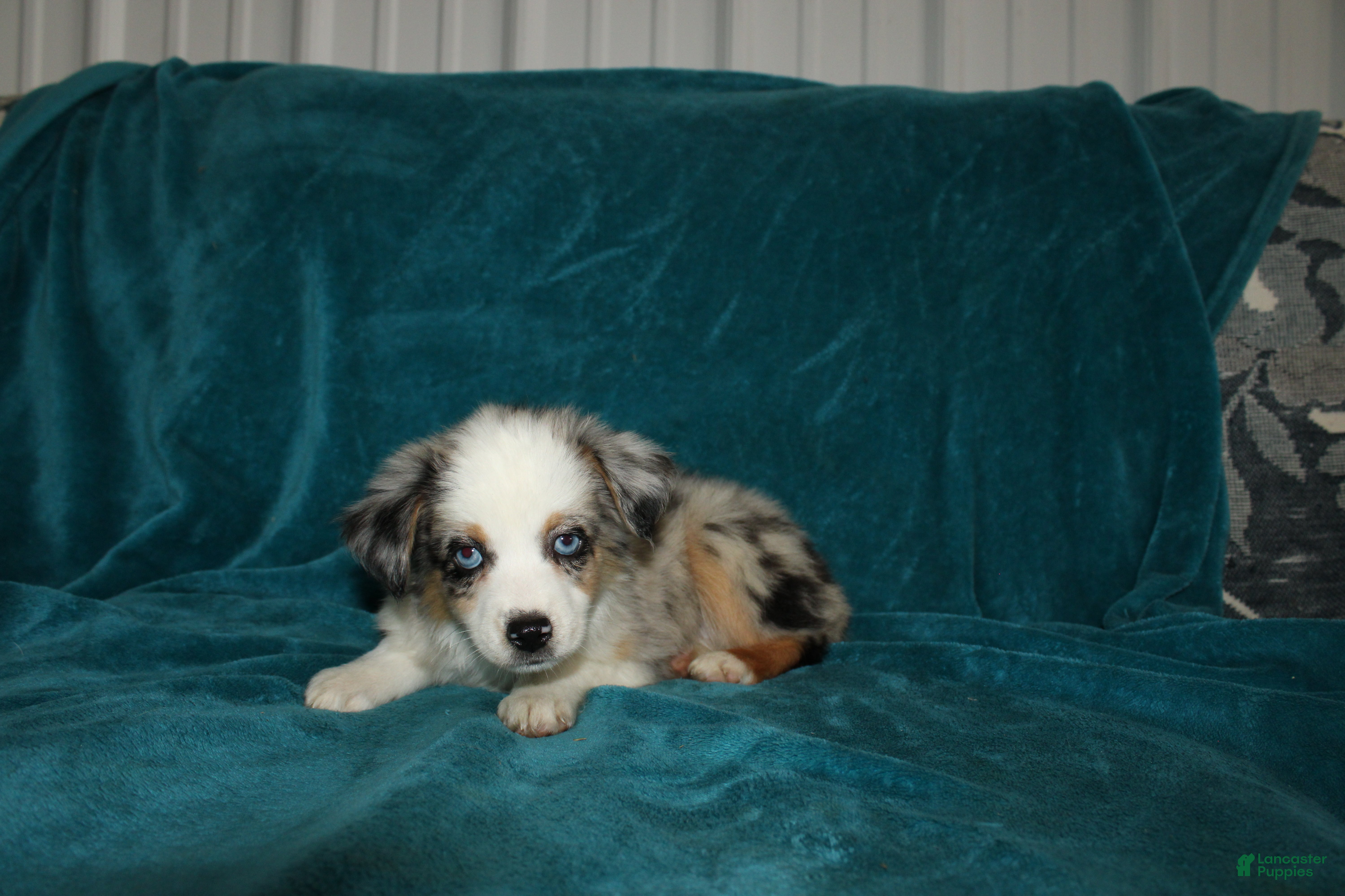 Miniature Australian Shepherd dogs for sale: Pansy - Ad 6