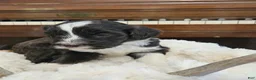 Portuguese Water Dog dogs for sale: Bartholomew (Bart) - Ad 4