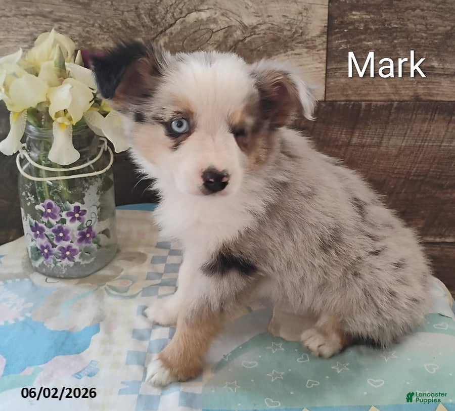 Miniature Australian Shepherd dogs for sale: Mark - Ad 3