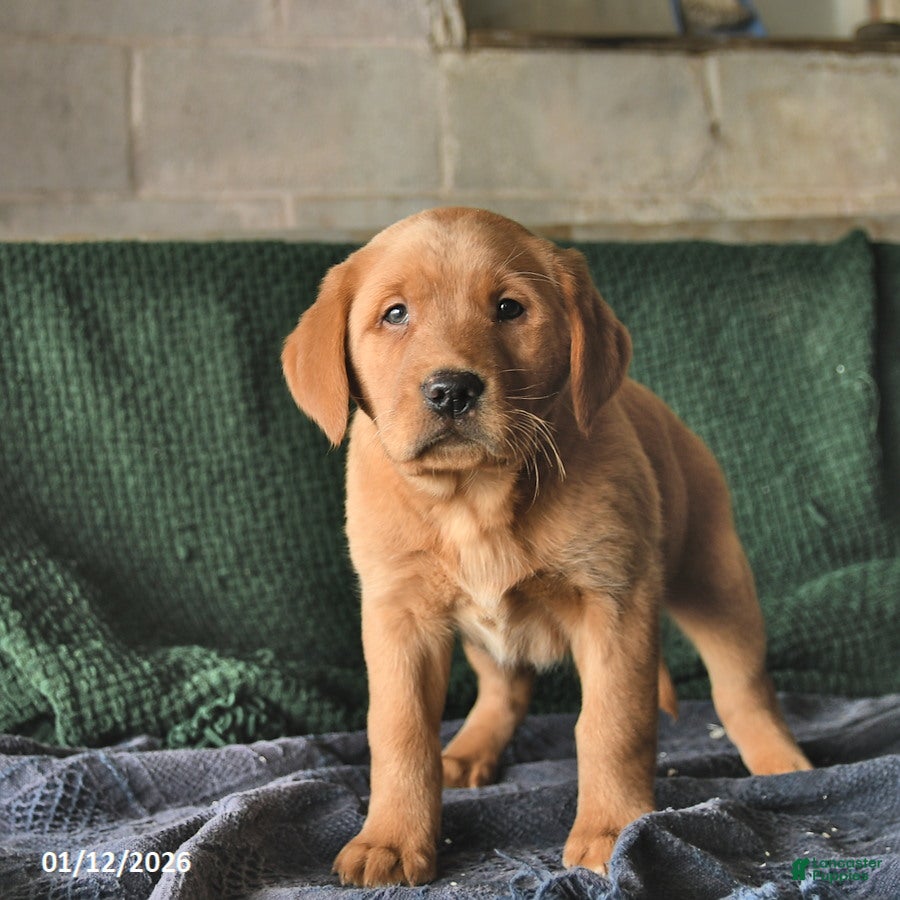 Goldador dogs Scout  - Ad 9