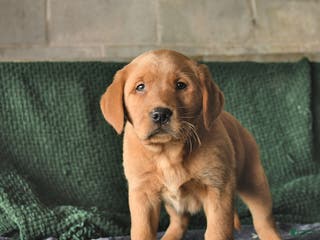 Goldador dogs Scout - Ad 9