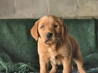 Goldador dogs Scout - Ad 8