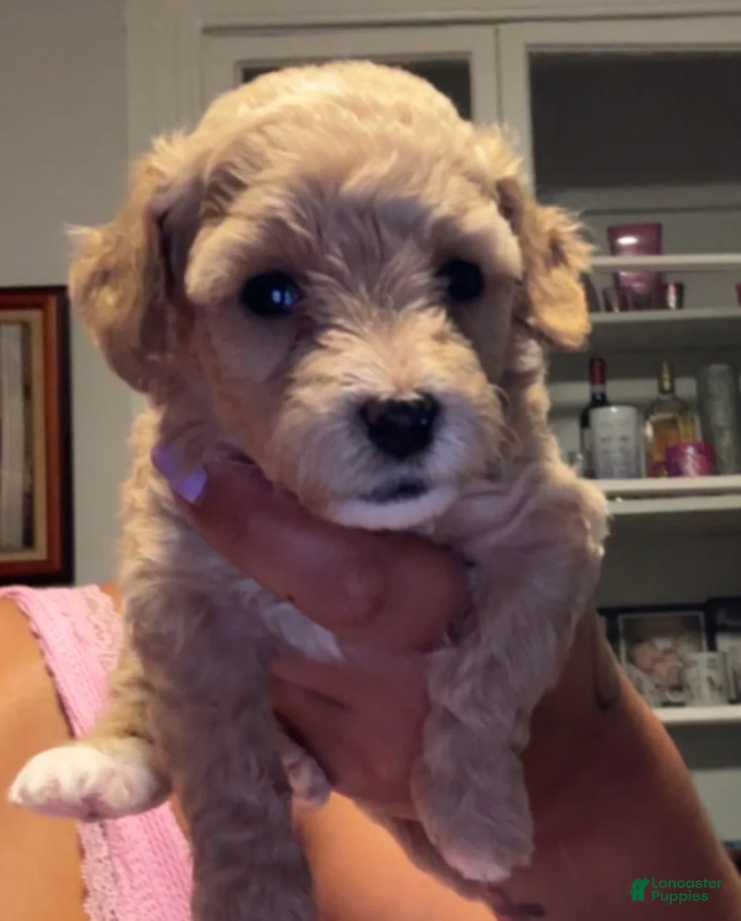 Mini Goldendoodle dogs for sale: Mini Goldendoodle 3 - Ad 1