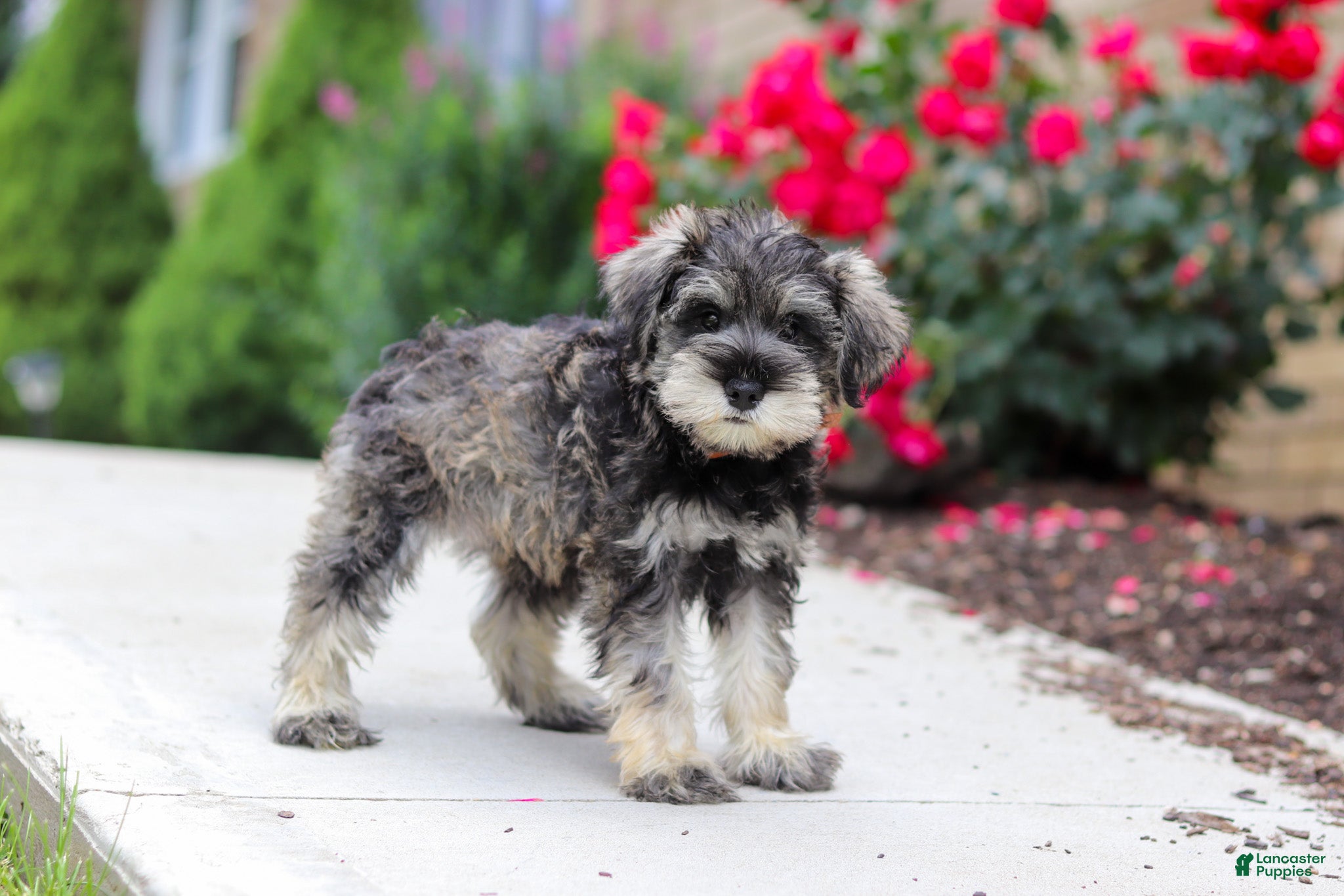 Miniature Schnauzer dogs Charlie - Ad 2