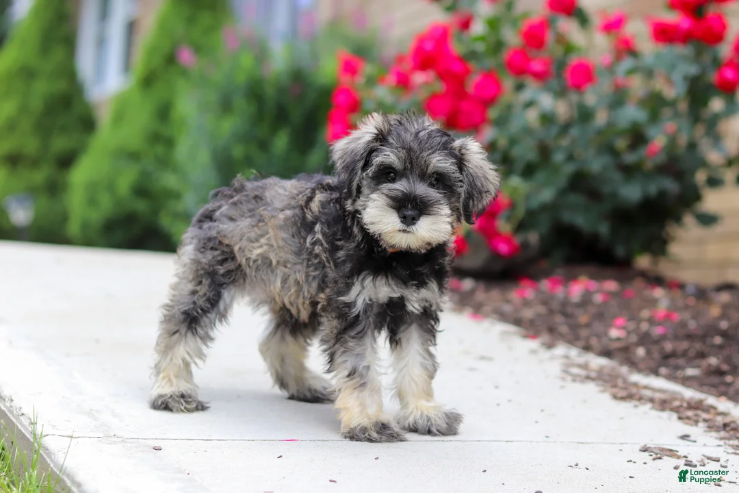 Miniature Schnauzer dogs for sale: Charlie - Ad 2