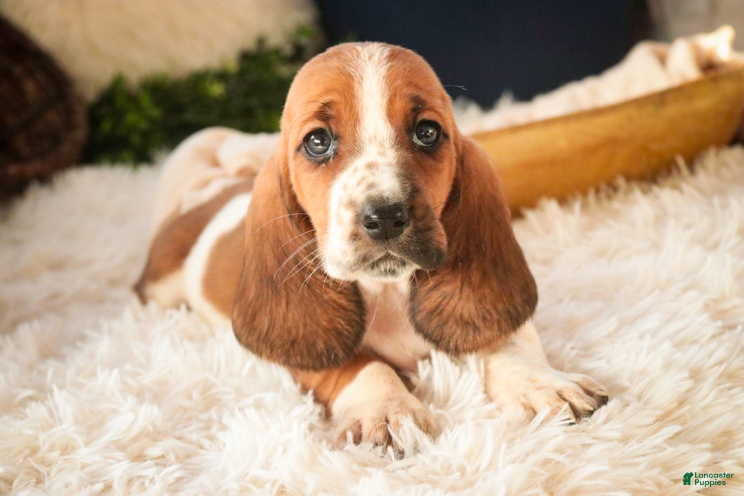 Basset Hound dogs for sale: Ainslie - Ad 6
