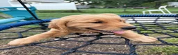 Golden Retriever dogs for sale: Daisy - Ad 5