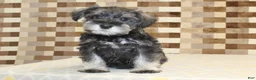 Miniature Schnauzer dogs for sale: Tucker - Ad 3