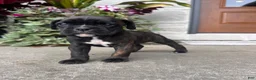 Boxer dogs for sale: Ruby - Ad 1