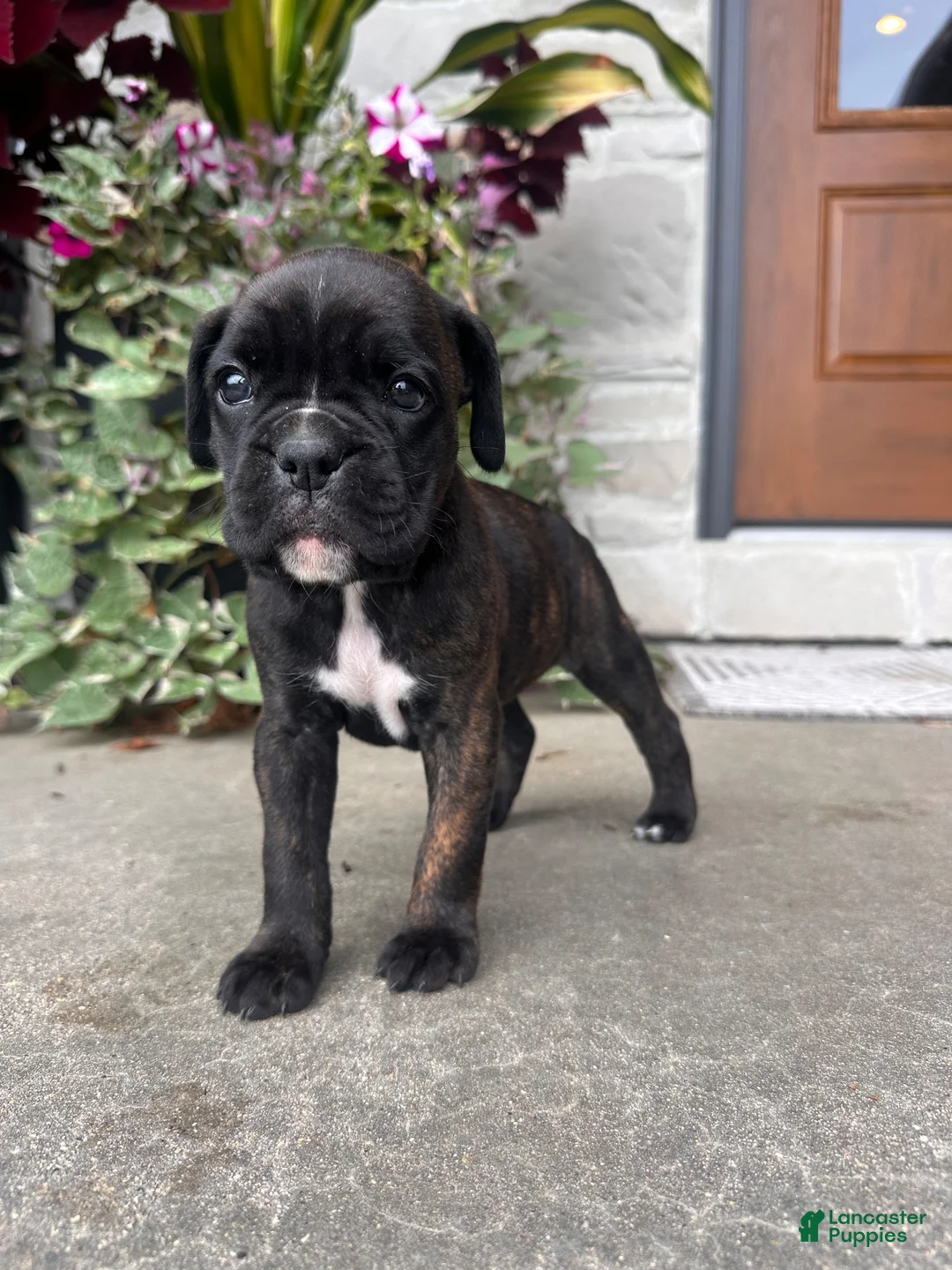 Boxer dogs for sale: Ruby - Ad 1