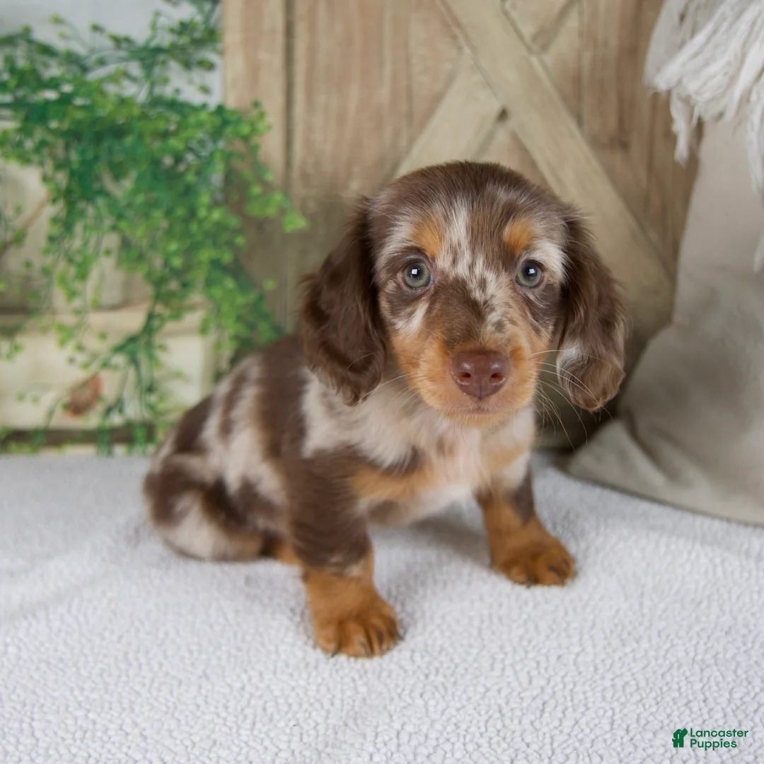 Miniature Dachshund dogs for sale: Bliss - Ad 1
