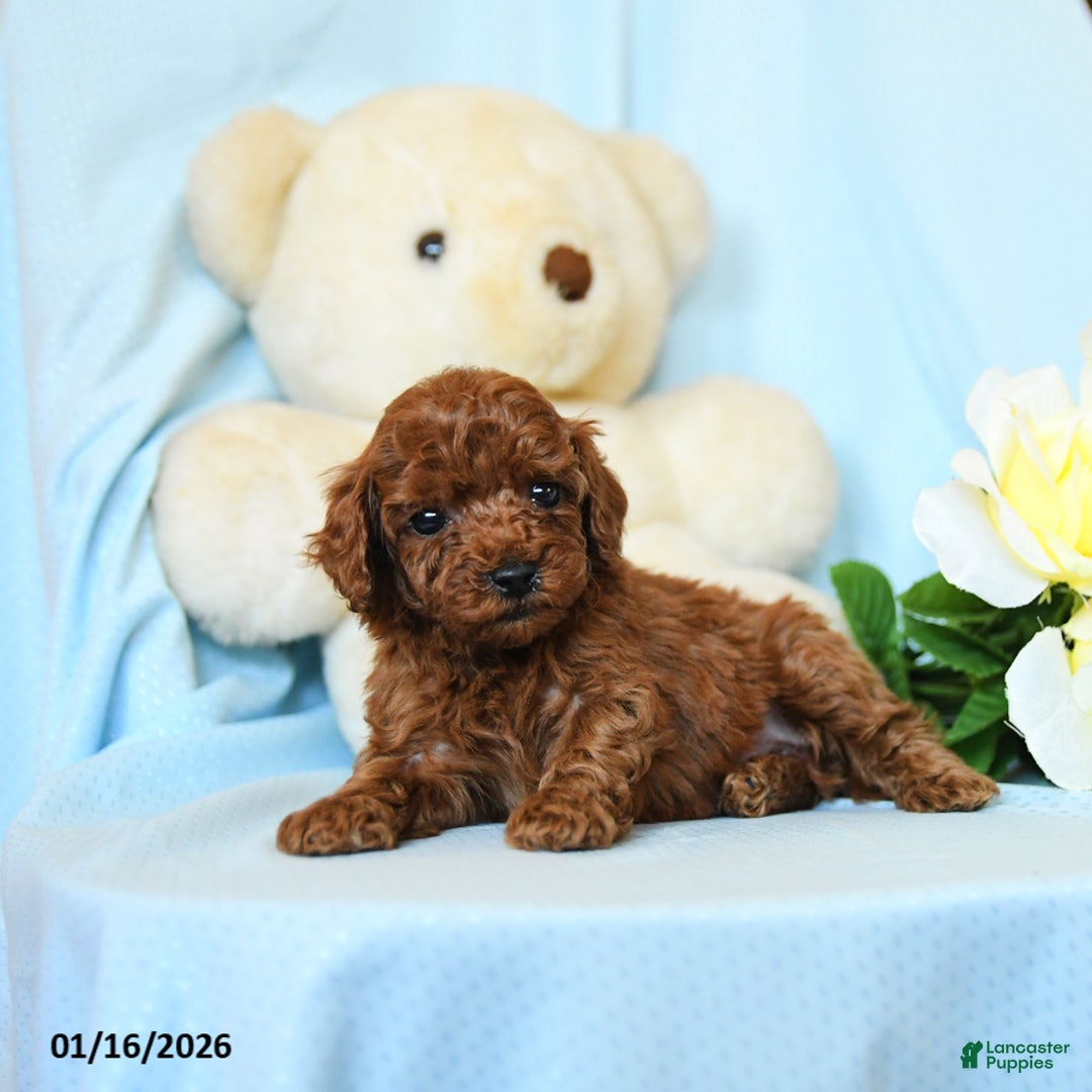 Toy Poodle dogs for sale: Wendy - Ad 3