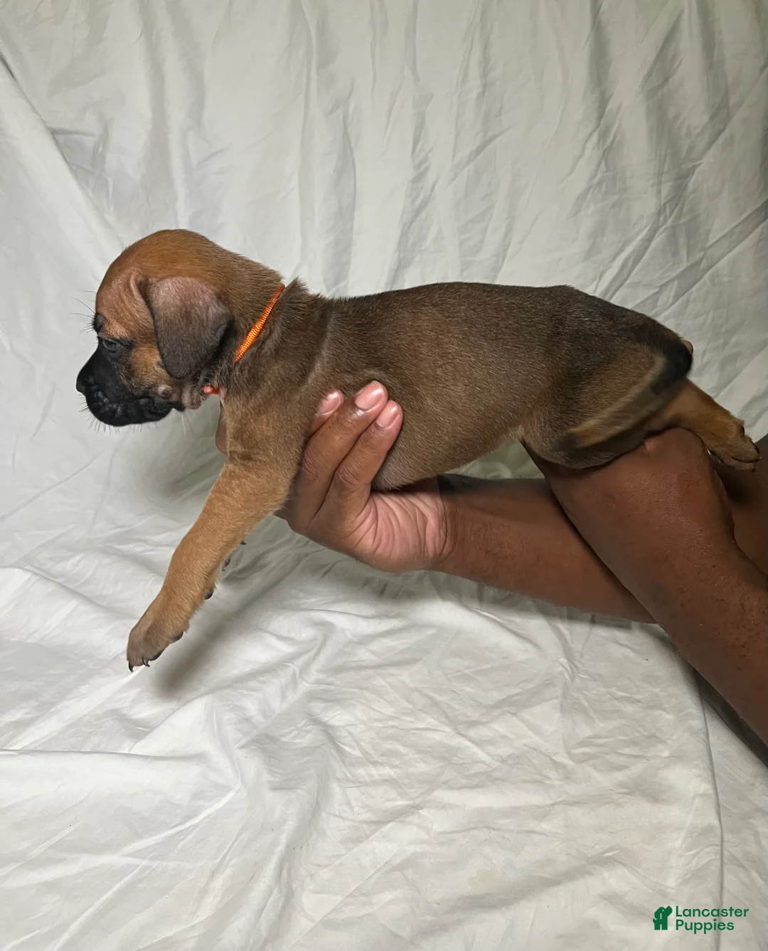 Presa Canario dogs for sale: Presa Canario 2 - Ad 2