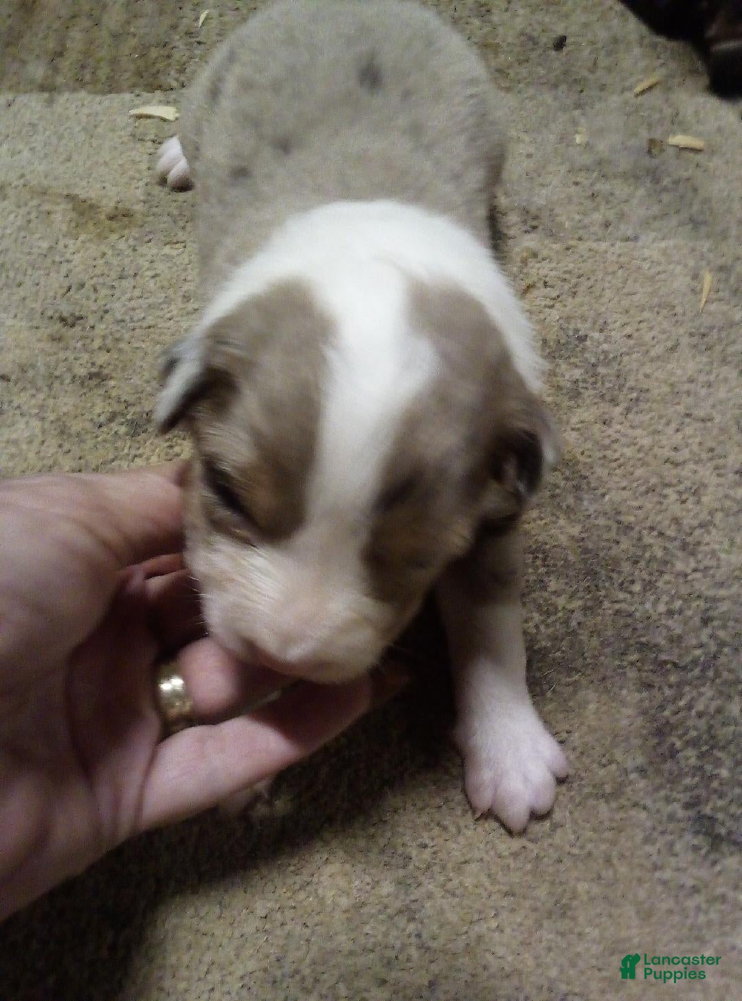 Australian Shepherd dogs Abby (Red Merle) - Ad 4
