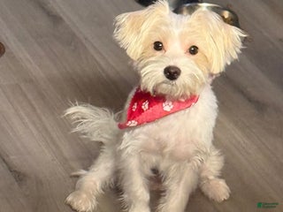 Mixed Breed dogs - Ad 5