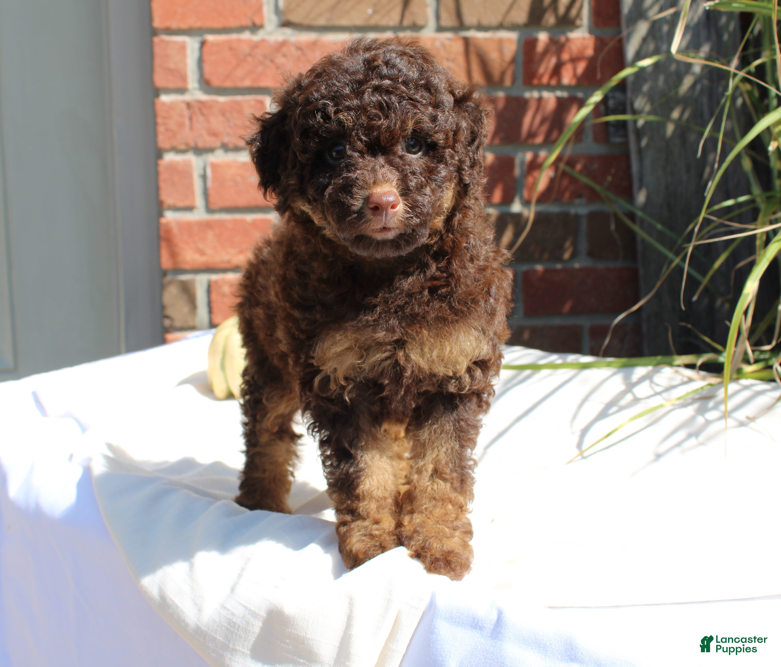 Miniature Poodle dogs Suzy - Ad 1