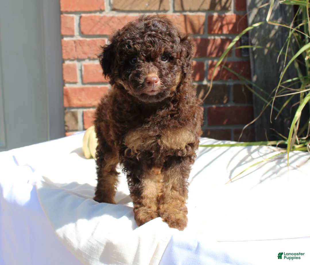 Miniature Poodle dogs for sale: Suzy - Ad 1