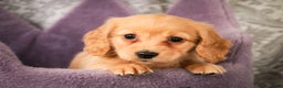 Miniature Dachshund dogs for sale: Taffy - Ad 3