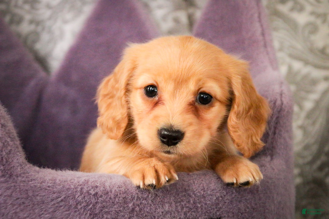 Miniature Dachshund dogs for sale: Taffy - Ad 3